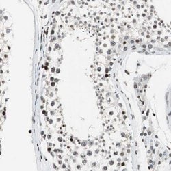 Invitrogen PAXIP1 Polyclonal Antibody 100 &mu;L; Unconjugated:Antibodies,