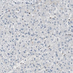 Invitrogen PAXIP1 Polyclonal Antibody 100 &mu;L; Unconjugated:Antibodies,