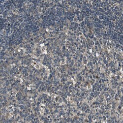 Invitrogen PSMB4 Polyclonal Antibody 100 &mu;L; Unconjugated:Antibodies,