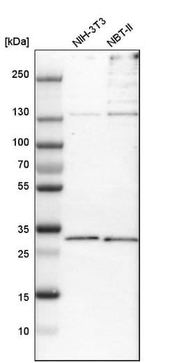 Invitrogen PSMD8 Polyclonal Antibody 100 &mu;L; Unconjugated:Antibodies,