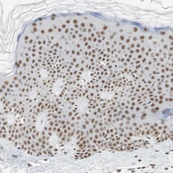 Invitrogen RTF1 Polyclonal Antibody 100 &mu;L; Unconjugated:Antibodies,