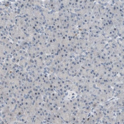 Invitrogen POLH Polyclonal Antibody 100 &mu;L; Unconjugated:Antibodies,