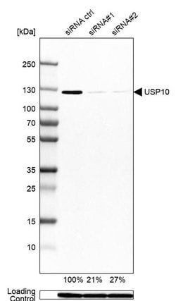Invitrogen USP10 Polyclonal Antibody 100 &mu;L; Unconjugated:Antibodies,