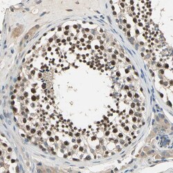 Invitrogen FAM208A Polyclonal Antibody 100 &mu;L; Unconjugated:Antibodies,