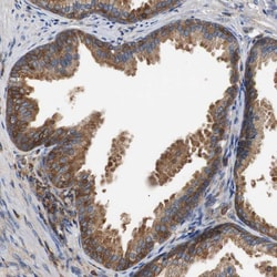 Invitrogen TSC22D4 Polyclonal Antibody 100 &mu;L | Buy Online | Invitrogen&trade; | Fisher Scientific