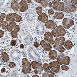 Invitrogen TSC22D4 Polyclonal Antibody 100 &mu;L | Buy Online | Invitrogen&trade; | Fisher Scientific