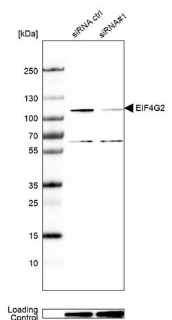 Invitrogen DAP5 Polyclonal Antibody 100 &mu;L; Unconjugated:Antibodies,