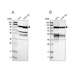 Invitrogen DAP5 Polyclonal Antibody 100 &mu;L; Unconjugated:Antibodies,