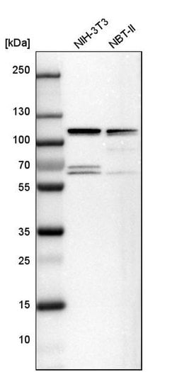 Invitrogen DAP5 Polyclonal Antibody 100 &mu;L; Unconjugated:Antibodies,