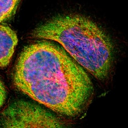 Invitrogen DRAP1 Polyclonal Antibody 100 &mu;L; Unconjugated:Antibodies,