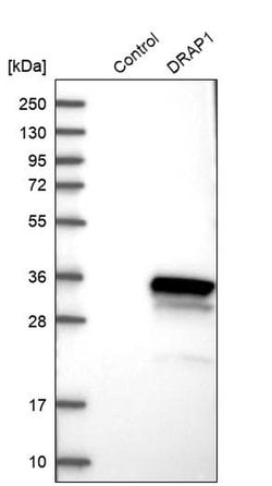 Invitrogen DRAP1 Polyclonal Antibody 100 &mu;L; Unconjugated:Antibodies,
