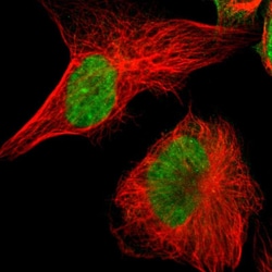 Invitrogen POGZ Polyclonal Antibody 100 &mu;L; Unconjugated:Antibodies,