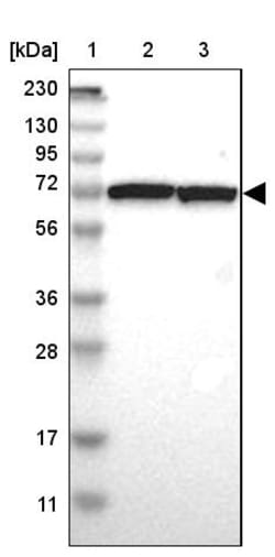 Invitrogen SWAP70 Polyclonal Antibody 100 &mu;L | Buy Online | Invitrogen&trade; | Fisher Scientific