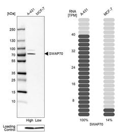 Invitrogen SWAP70 Polyclonal Antibody 100 &mu;L; Unconjugated:Antibodies,