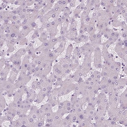 Invitrogen SCG3 Polyclonal Antibody 100 &mu;L | Buy Online | Invitrogen&trade; | Fisher Scientific