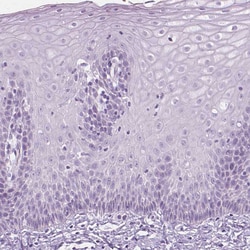 Invitrogen SCG3 Polyclonal Antibody 100 &mu;L | Buy Online | Invitrogen&trade; | Fisher Scientific