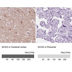 Invitrogen SCG3 Polyclonal Antibody 100 &mu;L; Unconjugated:Antibodies,