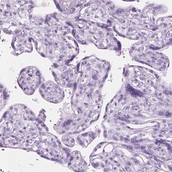 Invitrogen SCG3 Polyclonal Antibody 100 &mu;L; Unconjugated:Antibodies,