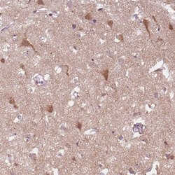 Invitrogen SCG3 Polyclonal Antibody 100 &mu;L; Unconjugated:Antibodies,