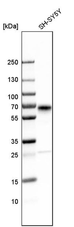 Invitrogen SCG3 Polyclonal Antibody 100 &mu;L; Unconjugated:Antibodies,