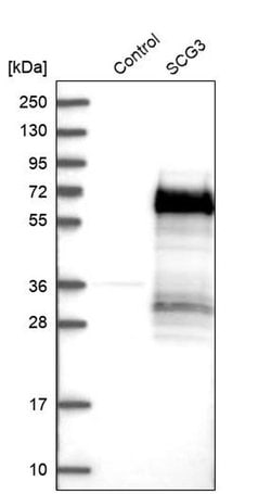 Invitrogen SCG3 Polyclonal Antibody 100 &mu;L; Unconjugated:Antibodies,