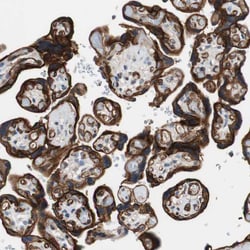 Invitrogen HAI-1 Polyclonal Antibody 100 &mu;L; Unconjugated:Antibodies,