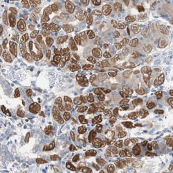 Invitrogen PBXIP1 Polyclonal Antibody 100 &mu;L; Unconjugated:Antibodies,