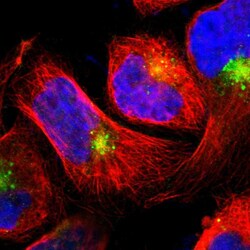 Invitrogen LITAF Polyclonal Antibody 100 &mu;L; Unconjugated:Antibodies,