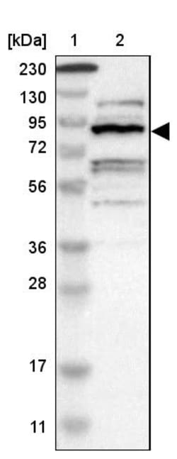Invitrogen ZHX2 Polyclonal Antibody 100 &mu;L | Buy Online | Invitrogen&trade; | Fisher Scientific