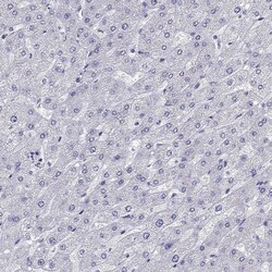 Invitrogen Titin Polyclonal Antibody 100 &mu;L; Unconjugated:Antibodies,