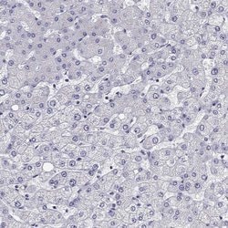 Invitrogen Titin Polyclonal Antibody 100 &mu;L; Unconjugated:Antibodies,