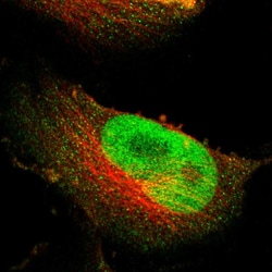Invitrogen NFRKB Polyclonal Antibody 100 &mu;L | Buy Online | Invitrogen&trade; | Fisher Scientific
