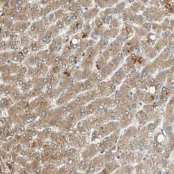 Invitrogen GALK1 Polyclonal Antibody 100 &mu;L; Unconjugated:Antibodies,