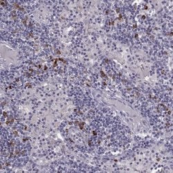Invitrogen GPR114 Polyclonal Antibody 100 &mu;L; Unconjugated:Antibodies,