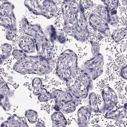 Invitrogen GPR114 Polyclonal Antibody 100 &mu;L; Unconjugated:Antibodies,