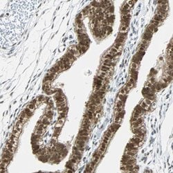 Invitrogen RDBP Polyclonal Antibody 100 &mu;L; Unconjugated:Antibodies,
