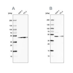 Invitrogen RDBP Polyclonal Antibody 100 &mu;L; Unconjugated:Antibodies,
