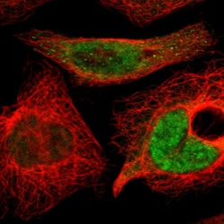 Invitrogen KANSL1 Polyclonal Antibody 100 &mu;L; Unconjugated:Antibodies,