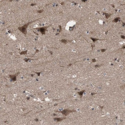 Invitrogen KANSL1 Polyclonal Antibody 100 &mu;L; Unconjugated:Antibodies,