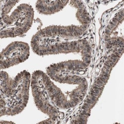 Invitrogen KANSL1 Polyclonal Antibody 100 &mu;L; Unconjugated:Antibodies,