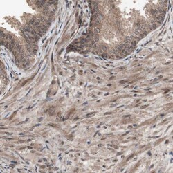 Invitrogen KANSL1 Polyclonal Antibody 100 &mu;L; Unconjugated:Antibodies,