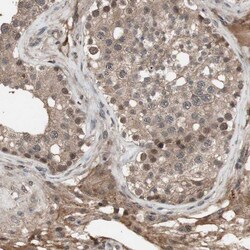 Invitrogen KANSL1 Polyclonal Antibody 100 &mu;L; Unconjugated:Antibodies,