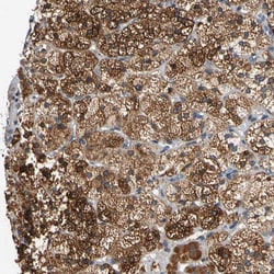 Invitrogen CNST Polyclonal Antibody 100 &mu;L; Unconjugated:Antibodies,