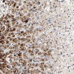 Invitrogen FAM198B Polyclonal Antibody 100 &mu;L; Unconjugated:Antibodies,