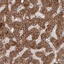Invitrogen ZNF690 Polyclonal Antibody 100 &mu;L; Unconjugated:Antibodies,