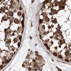 Invitrogen ZNF690 Polyclonal Antibody 100 &mu;L; Unconjugated:Antibodies,