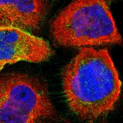 Invitrogen LSR Polyclonal Antibody 100 &mu;L | Buy Online | Invitrogen&trade; | Fisher Scientific