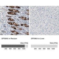 Invitrogen SPINK4 Polyclonal Antibody 100 &mu;L; Unconjugated:Antibodies,