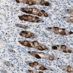 Invitrogen SPINK4 Polyclonal Antibody 100 &mu;L; Unconjugated:Antibodies,