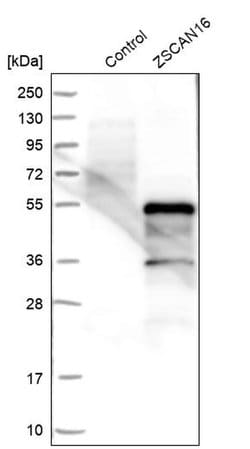 Invitrogen ZNF435 Polyclonal Antibody 100 &mu;L; Unconjugated:Antibodies,